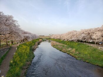 桜の季節