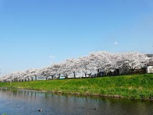 桜の季節