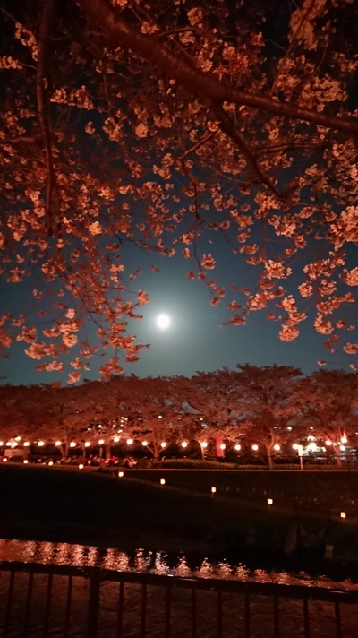 満月と夜桜
