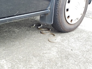 車に乗ろうとしたらヘビ